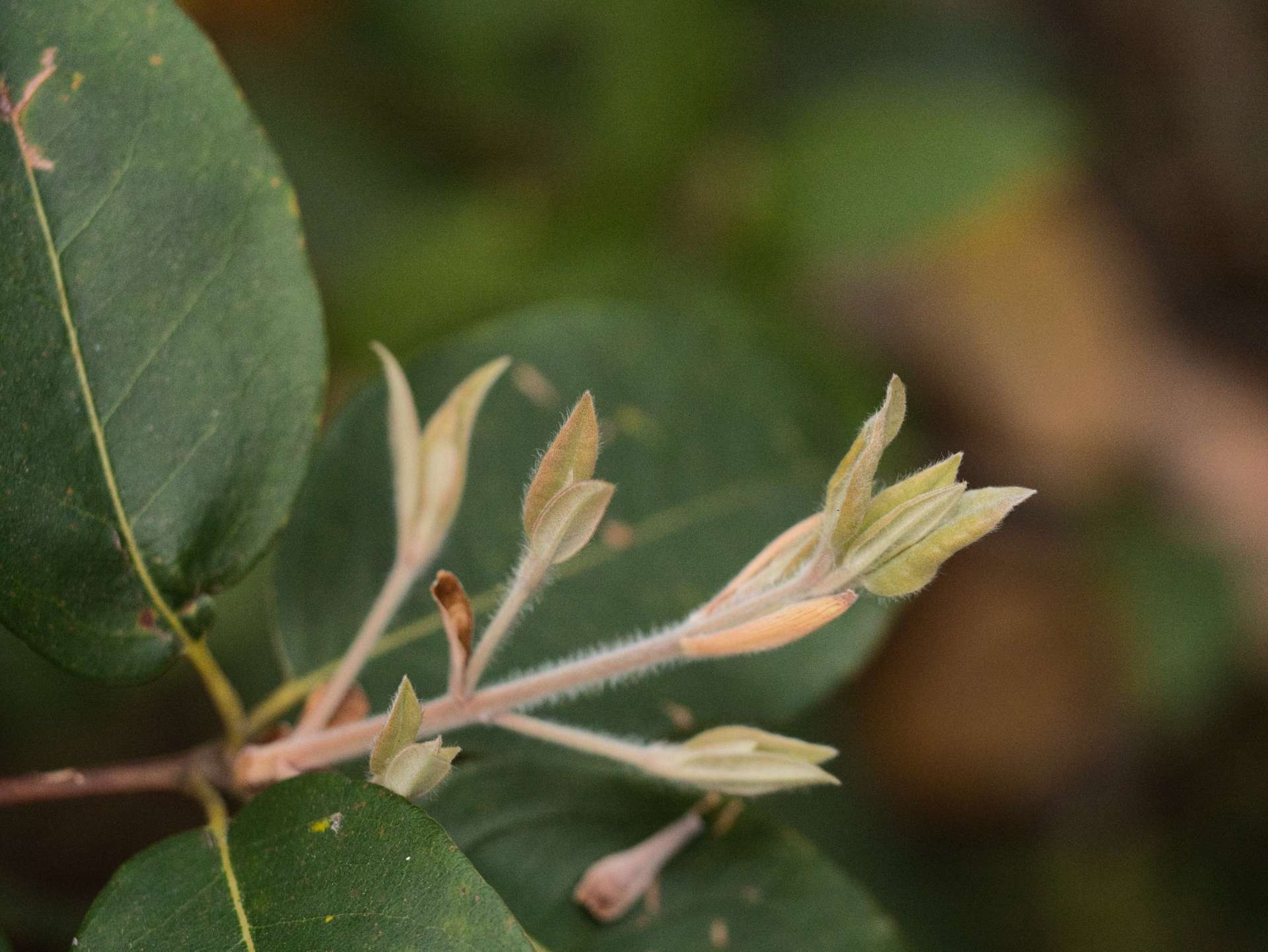 Milton Ulladulla Subtropical Rainforest Revival (MUSTR) Endangered ecological community